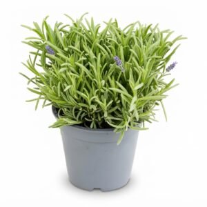 Lavender Herb (Lavandula Dentata)