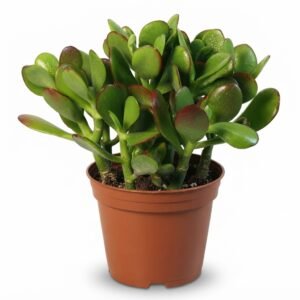Money Tree (Crassula Ovata)