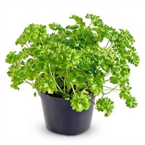 Parsley Plant
